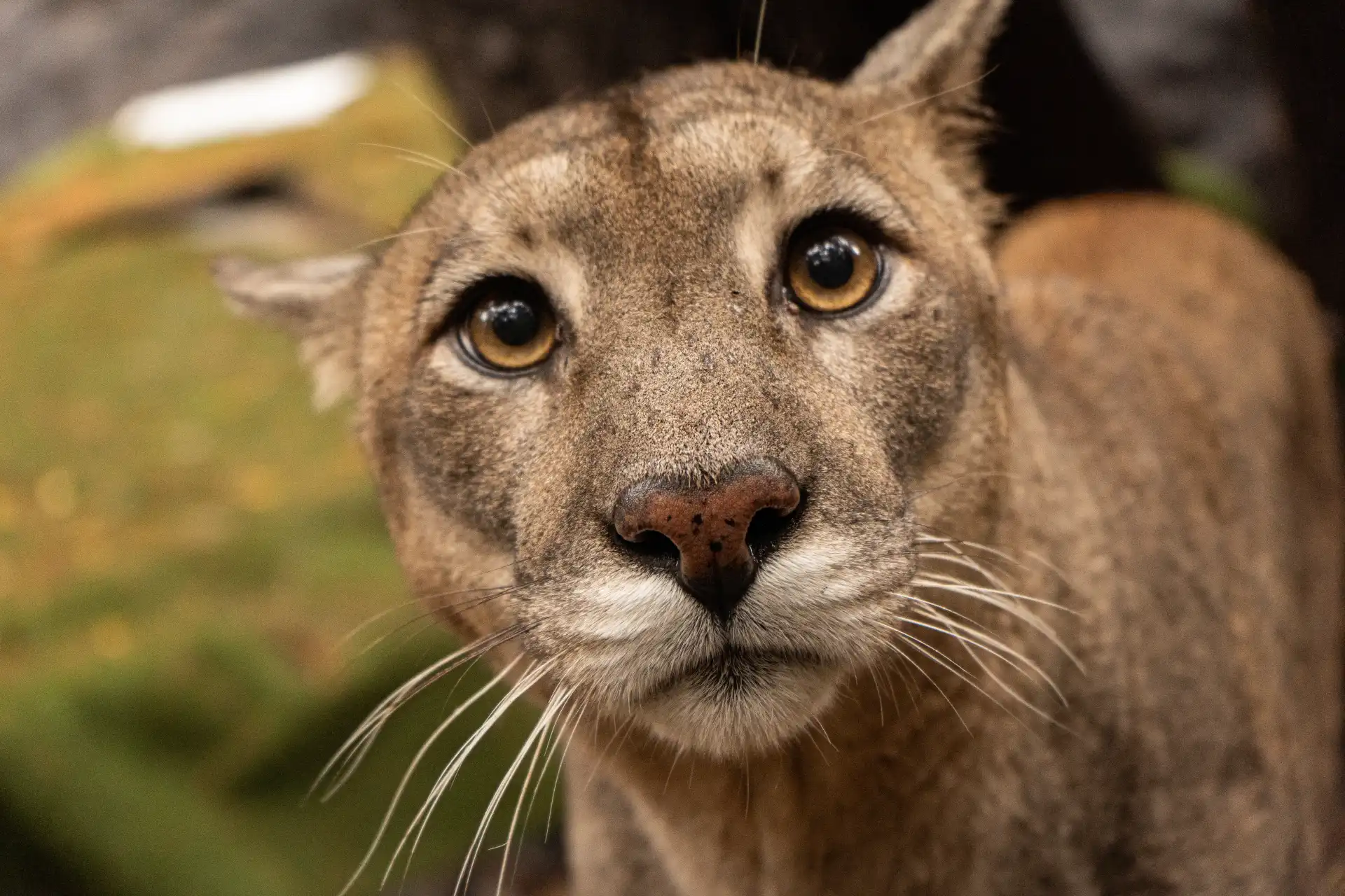 Puma (Puma concolor) en el Refugio Animal Cascada
